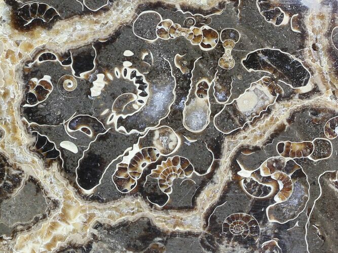 Polished Ammonite Fossil Slab - Marston Magna Marble #49603
